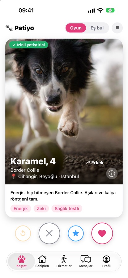 Patiyo keşfet ekranı: Karamel adlı Border Collie'nin profil kartı